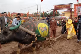 Cận cảnh “Vua” cày ruộng khai xuân ở lễ hội Tịch điền