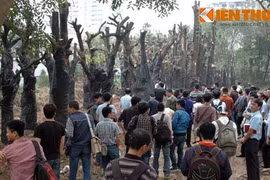 Công ty cây xanh nói gì về kho gỗ khủng giữa Thủ đô?