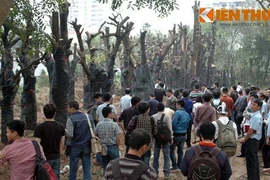 Công ty cây xanh nói gì về kho gỗ khủng giữa Thủ đô?