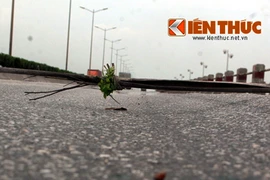 Quốc lộ, mặt cầu nào lún, lượn sóng... “đẹp” nhất VN?