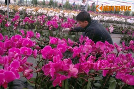 Hình ảnh chợ hoa Xuân 2015 rực rỡ ở Hà Nội