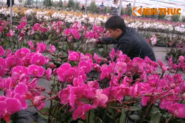 Hình ảnh chợ hoa Xuân 2015 rực rỡ ở Hà Nội