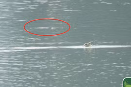 Phát hiện bất ngờ: Hai cá thể rùa Hoàn Kiếm cùng nổi lên ở hồ Đồng Mô