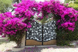 Trồng hoa giấy, hoa hồng leo trước nhà cũng cần hiểu phong thủy