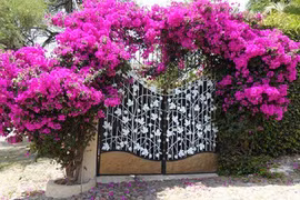 Trồng hoa giấy, hoa hồng leo trước nhà cũng cần hiểu phong thủy