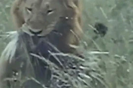 Video: Chúa sơn lâm nhịn đau săn nhím mình đầy gai 