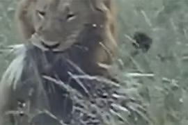 Video: Chúa sơn lâm nhịn đau săn nhím mình đầy gai 