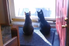 Hé lộ bí mật sau việc "boss mèo" đứng ở cửa chờ "sen" về nhà