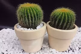 Đầu năm trồng cây lấy lộc chớ chọn 3 loại này kẻo mất vui cả năm