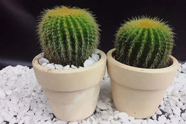 Đầu năm trồng cây lấy lộc chớ chọn 3 loại này kẻo mất vui cả năm