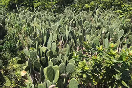 Kỳ lạ loại cây toàn gai nhưng có thể ăn