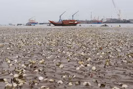 Kinh hoàng cảnh ngao chết trắng bãi nuôi nhìn như “ngày tận thế“