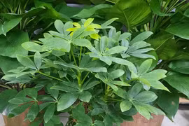 Trồng cây trước nhà: 6 loại mang xui xẻo, 3 loại mang bình an