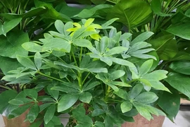 Trồng cây trước nhà: 6 loại mang xui xẻo, 3 loại mang bình an