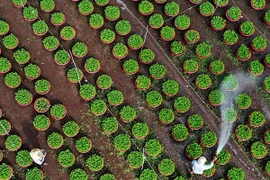 Làng hoa ở Đồng Nai những ngày giáp Tết