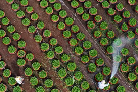 Làng hoa ở Đồng Nai những ngày giáp Tết