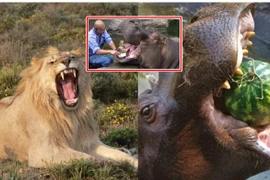 Bất ngờ loài động vật ăn cỏ có sức cắn mạnh nhất thế giới