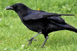 Nghiên cứu cho thấy quạ có thể biết đếm tiếng kêu của mình