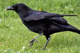 Nghiên cứu cho thấy quạ có thể biết đếm tiếng kêu của mình