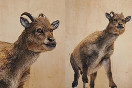 Giải mã loài động vật có vú máu lạnh duy nhất trên thế giới