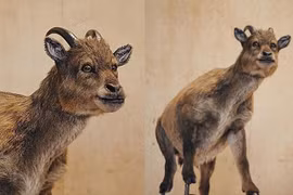 Giải mã loài động vật có vú máu lạnh duy nhất trên thế giới