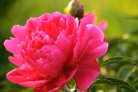 Trung Quốc lần đầu chế tạo kim cương từ hoa mẫu đơn đỏ