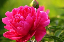 Trung Quốc lần đầu chế tạo kim cương từ hoa mẫu đơn đỏ