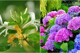 3 loại hoa mùa xuân phát lộc, dễ trồng đem lại sinh khí