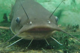 Loài cá bị hiểu lầm nhất Trung Quốc lại là nguồn protein tuyệt vời