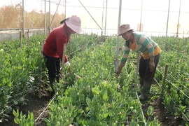 Nghể trồng hoa tết ở Gia Lai, nơi trúng mùa, nơi hồi hộp chờ giá