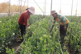 Nghể trồng hoa tết ở Gia Lai, nơi trúng mùa, nơi hồi hộp chờ giá