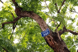 Phát hiện gốc cây khủng dưới suối, ai ngờ là "vàng lộ thiên"