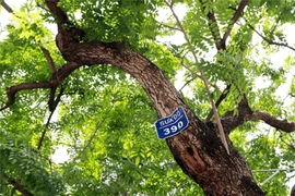 Phát hiện gốc cây khủng dưới suối, ai ngờ là "vàng lộ thiên"