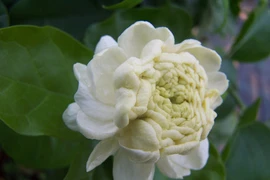 Mê mẩn nhài Đại công tước, mỗi bông trăm cánh, hương thơm ngọt ngào