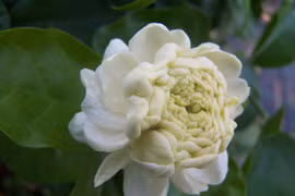 Mê mẩn nhài Đại công tước, mỗi bông trăm cánh, hương thơm ngọt ngào