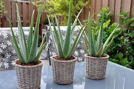 Đặt loại cây này trong phòng ngủ giúp lọc không khí