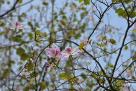 Chị em "chịu chi" tiền triệu để có bức ảnh đẹp với hoa ban