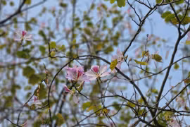 Chị em "chịu chi" tiền triệu để có bức ảnh đẹp với hoa ban