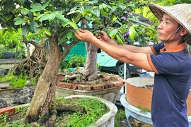 Trồng mai vàng cổ thụ, nông dân Quảng Bình kiếm tiền tỷ, sắm xe hơi