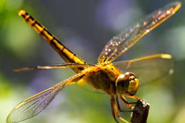 Bí quyết của "thợ săn" giỏi nhất trong tự nhiên