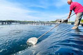 Nông dân Cà Mau thành tỷ phú nhờ nuôi tôm siêu thâm canh