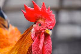 Đây là lý do gà cúng luôn là gà trống không phải gà mái