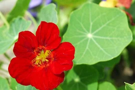 Trồng cây sen cạn trong chậu treo mang may mắn cho gia đình