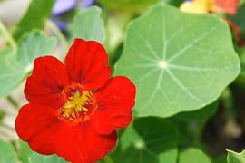 Trồng cây sen cạn trong chậu treo mang may mắn cho gia đình