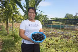 Nuôi ốc bươu đen, chị nông dân thu 100 triệu mỗi tháng
