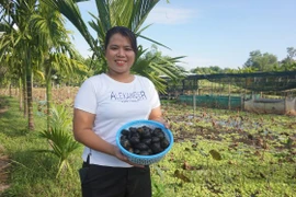 Nuôi ốc bươu đen, chị nông dân thu 100 triệu mỗi tháng