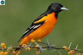 Tại sao mùa đông loài chim di cư luôn bay về phương Nam?