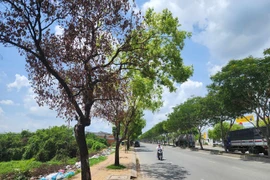 Vì sao hàng loạt cây xanh ở TP HCM chết khô? 