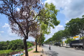 Vì sao hàng loạt cây xanh ở TP HCM chết khô? 