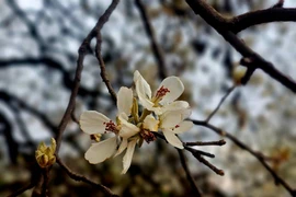 Đến Y Tý, đắm mình trong sắc trắng tinh khôi của hoa sơn tra